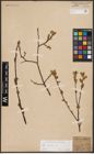 Foto von Salix aurita L.